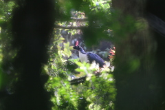 Oreophasis derbianus