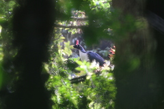 Oreophasis derbianus