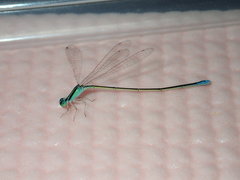 Aciagrion borneense