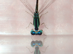 Aciagrion borneense