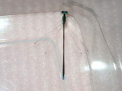 Aciagrion borneense