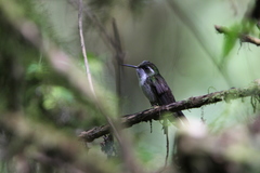 Lampornis viridipallens