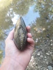 Pseudunio auricularius