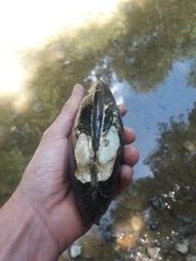 Pseudunio auricularius