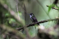 Lampornis viridipallens