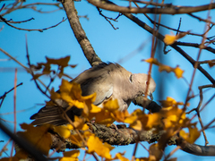 Streptopelia decaocto