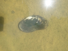 Pseudunio auricularius