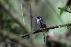 Lampornis viridipallens