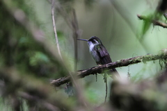 Lampornis viridipallens