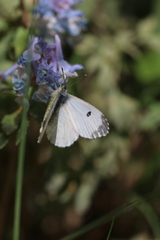 Anthocharis thibetana