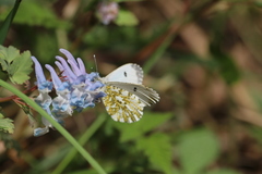 Anthocharis thibetana