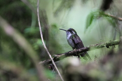 Lampornis viridipallens