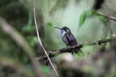 Lampornis viridipallens