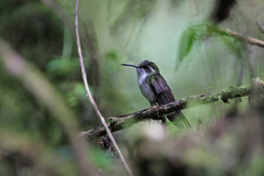 Lampornis viridipallens