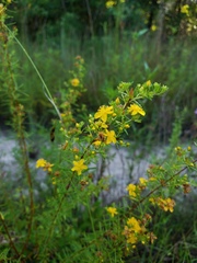 Hypericum galioides