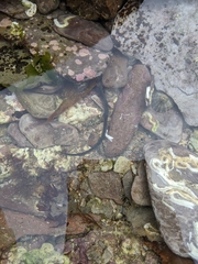 Nerophis lumbriciformis