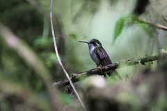 Lampornis viridipallens