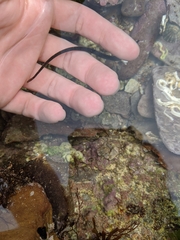 Nerophis lumbriciformis