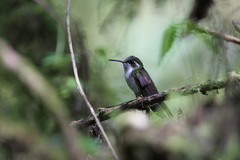 Lampornis viridipallens