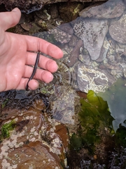 Nerophis lumbriciformis