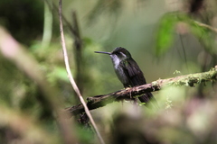 Lampornis viridipallens