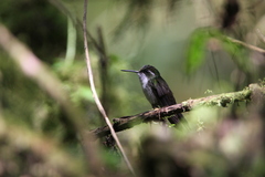 Lampornis viridipallens