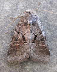 Oligia minuscula