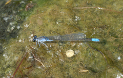 Paracercion calamorum calamorum