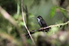 Lampornis viridipallens