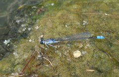 Paracercion calamorum calamorum