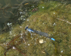 Paracercion calamorum calamorum
