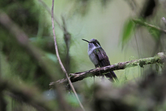 Lampornis viridipallens