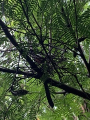 Ptilinopus roseicapilla