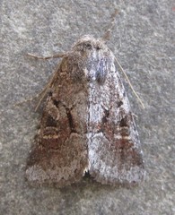 Oligia minuscula