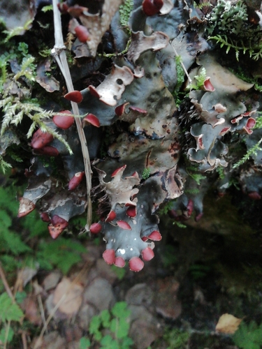 horizontal pelt lichen