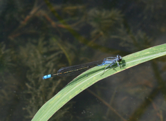 Paracercion calamorum calamorum