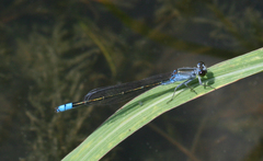 Paracercion calamorum calamorum