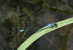 Paracercion calamorum calamorum