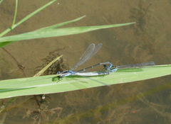 Paracercion calamorum calamorum