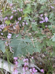 Grevillea dryophylla