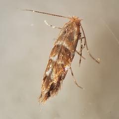 Cameraria ohridella