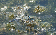 Paracercion calamorum calamorum