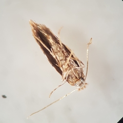 Cameraria ohridella