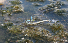 Paracercion calamorum calamorum