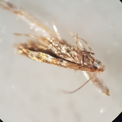 Cameraria ohridella