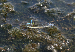 Paracercion calamorum calamorum