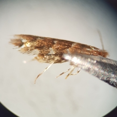Cameraria ohridella