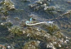 Paracercion calamorum calamorum