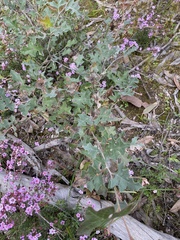 Grevillea dryophylla