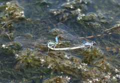 Paracercion calamorum calamorum